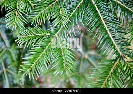 Abies veitchii Veitch's fir Veitch's silver-fir sikokiana coniferous evergreen tree branches. Natural floral background of young fir tree branches. Stock Photo