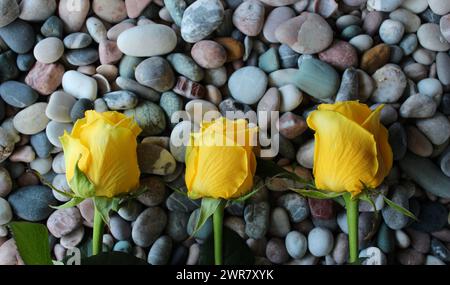 Flowers And Rocks. Three Yellow Roses In A Row On A Smooth Stones Top View Stock Photo