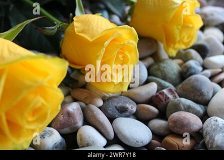 Blooming Yellow Roses On A Stems On Smooth Rocks Detailed Stock Photo