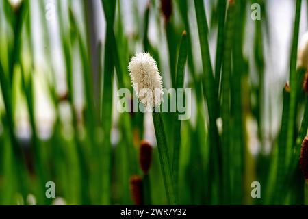 Flowering Spike-rush (Eleocharis elegans / Cyperaceae). Botanical garden Heidelberg, Baden Wuerttemberg, Germany Stock Photo