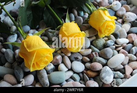 Flowers And Stones Backgrounds. Beauty Buds Of Yellow Rose Flowers On A Colored Rocks Stock Photo