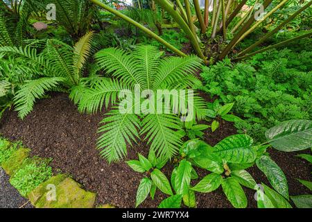 Blechnum gibbum called Silver lady or Dwarf tree fern (Blechnaceae ...