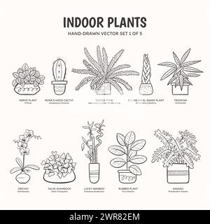 Collection of doodle plants for indoor spaces. Tropical plants, succulents and cactus. English and scientific names below the plant drawing. Set 1 of Stock Vector