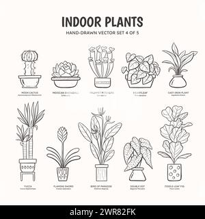 Collection of doodle plants for indoor spaces. Tropical plants, succulents and cactus. English and scientific names below the plant drawing. Set 4 of Stock Vector