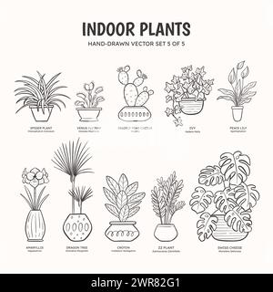 Collection of doodle plants for indoor spaces. Tropical plants, succulents and cactus. English and scientific names below the plant drawing. Set 5 of Stock Vector