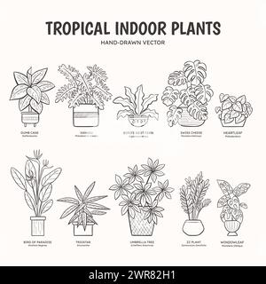 Collection of doodle tropical plants for indoor spaces. English and scientific names below the plant drawing. Lineart vector illustration. Stock Vector