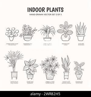 Collection of doodle plants for indoor spaces. Tropical plants, succulents and cactus. English and scientific names below the plant drawing. Set 2 of Stock Vector