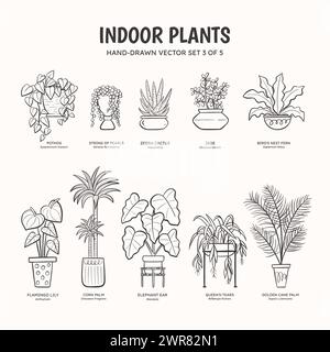 Collection of doodle plants for indoor spaces. Tropical plants, succulents and cactus. English and scientific names below the plant drawing. Set 3 of Stock Vector