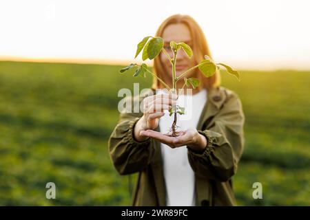 Agriculture environmental protection. Female farmer holds in hands soybean plant at soya field. Agronomist controls growth and development of sprouts, Stock Photo