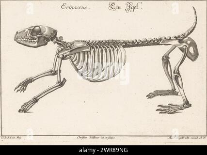 Skeleton of a hedgehog, Erinaceus / Ein Egel (title on object), Unterschiedliche Sceleta oder Bein-Cörper (series title), print maker: Christian Hallbaur, after drawing by: Christian Hallbaur, publisher: Martin Engelbrecht, Augsburg, 1735, paper, etching, height 209 mm × width 310 mm, print Stock Photo