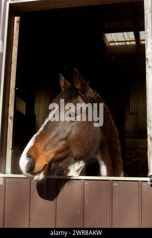 Horse portrait of pretty paint thoroughbred cross horse looking out of open window from barn stall ears forward curious look horse on stall rest or in Stock Photo