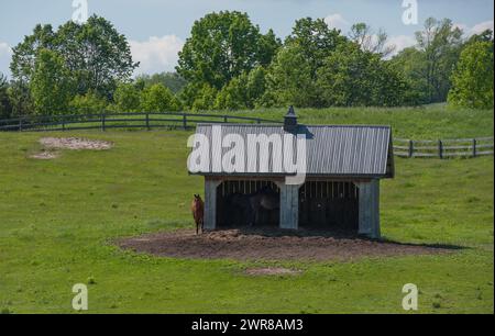 Horses in and beside two door run in shed in pasture paddock field at rural barn boarding equestrian facility wooden fence and trees in background hor Stock Photo