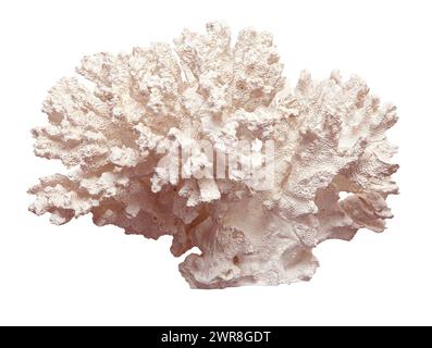 light coral isolated on white background Stock Photo