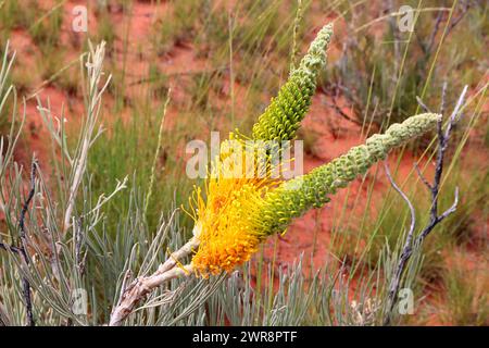 Yellow Flame or desert Grevillea (Grevillea eriostachya) growing in the red center of Australia Stock Photo
