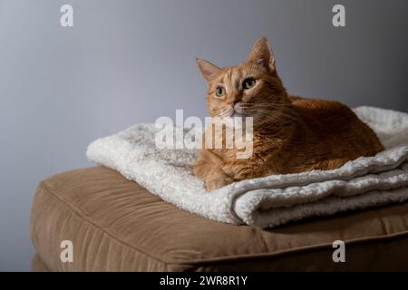 A serenity captured as a ginger cat reclines on soft bedding Stock Photo