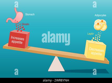 Appetite control and regulation. Hunger and Satiety hormones. Ghrelin and Leptin. eating disorders. Stomach produce ghrelin hormone for appetite incre Stock Vector
