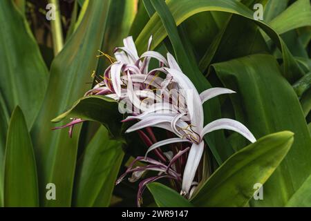 Giant spider lily (Crinum augustum) flower, Amaryllidaceae Stock Photo