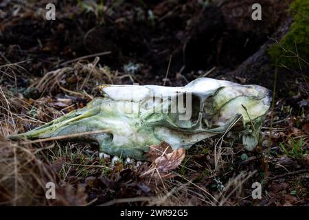 Sheep cranium in profile laying on the ground Stock Photo