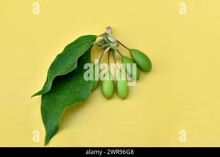 Green dogwood and green leaves on a branch lie on a yellow background. Stock Photo