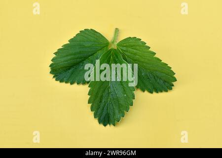 Green leaves of strawberries lie on a yellow background. Stock Photo
