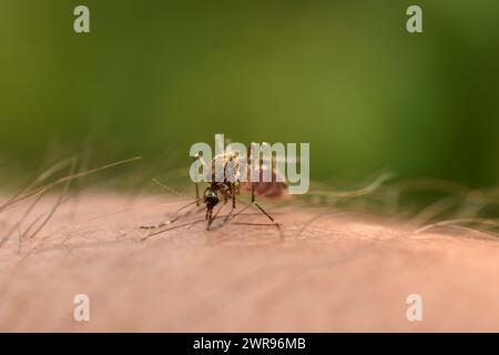 The female mosquito has stuck its sting into the man's hand and sucks blood. Stock Photo