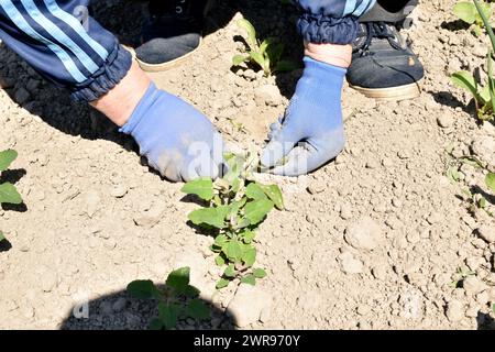 The picture shows the hands of a woman who is busy removing weeds from a garden bed. Stock Photo