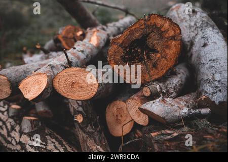 Close-up pile of logs and firewood in forest. Freshly cut tree logs piled up as background texture. Sawed off tree trunks. Wall of stacked wood logs f Stock Photo