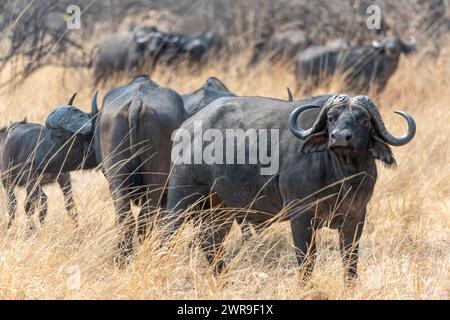 African buffalo (Syncerus caffer) standing in grassland in Kafue National Park in western Zambia, Southern Africa Stock Photo