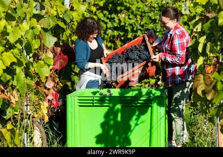 10/10/21   The stomping bin is filled with kg of red Rondo grapes.  Forty-two volunteers, all paid in wine, pick and stomp the season’s first grapes a Stock Photo