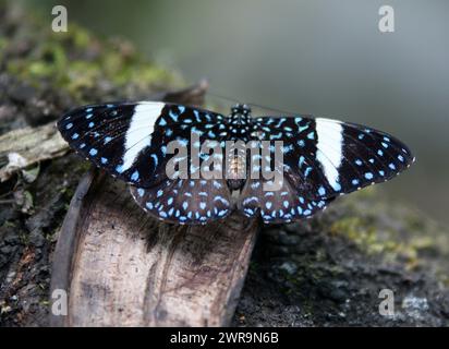 Female Hamadryas laodamia, the starry night cracker or starry cracker, is a species of cracker butterfly in the family Nymphalidae. It can be found fr Stock Photo