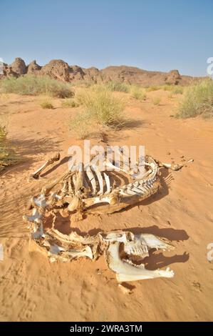 Camel bones in the Algerian Sahara Desert Stock Photo