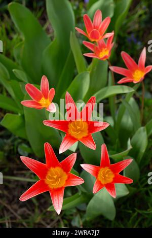 first red Tulips in early spring, water lily tulip, (Tulipa kaufmanniana) Plattling, Bavaria, Germany Stock Photo