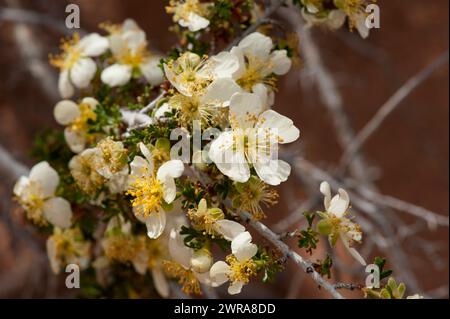 Mexican Cliff-Rose (Purshia mexicana) in Arches National Park Stock Photo