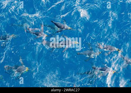 Australia, Tasmania, near Macquarie Island (UNESCO) King penguins (Aptenodytes patagonica) swimming in the ocean. Stock Photo