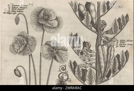 Large poppy and broad bean, Papaver rheas / Pavot sauvages / Wild poppies / Wilder magsam oder Klapper rosen (title on object), Faba sativa / Feues / Garden beane / Beans (title on object), Flower garden, the other part (series title), Altera pars horti floridi (series title), Flower garden (series title), Hortus floridus (series title), The images are numbered: 64 and 65. Print is part of a book., print maker: Crispijn van de Passe (II), (attributed to), after design by: Crispijn van de Passe (I), (attributed to), publisher: Johannes Janssonius, Arnhem, 1617, paper, engraving Stock Photo