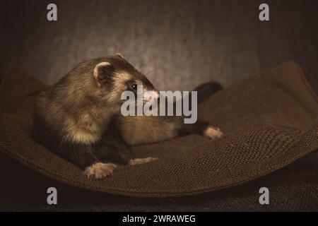 Female ferret mother posing for portrait in studio Stock Photo