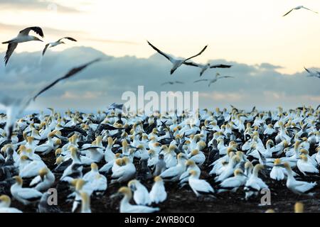 Gannet colony at sunrise at Cape Kidnappers, NZ Stock Photo