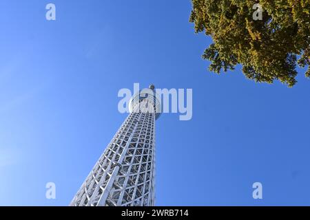 Tokyo Skytree with a tree on sunny day in spring –  Sumida City, Tokyo, Japan – 27 February 2024 Stock Photo