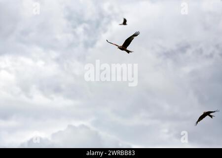 Three red kites (Milvus milvus) in flight looking for prey, cloudy sky, Wales, Great Britain Stock Photo