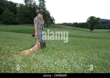 Hunter with mobile phone and a killed european roe deer (Capreolus capreolus) and an oak tree on his hat, Lower Austria, Austria Stock Photo