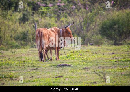 Cow on a pasture in the sun, close-up, portrait of the animal at Pointe Allegre in Guadeloupe au Parc des Mamelles, in the Caribbean. French Stock Photo