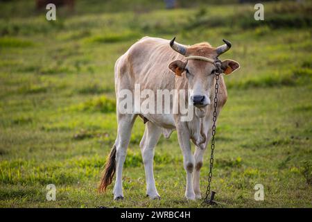 Cow on a pasture in the sun, close-up, portrait of the animal at Pointe Allegre in Guadeloupe au Parc des Mamelles, in the Caribbean. French Stock Photo