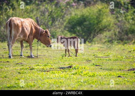 Cow on a pasture in the sun, close-up, portrait of the animal at Pointe Allegre in Guadeloupe au Parc des Mamelles, in the Caribbean. French Stock Photo