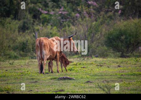 Cow on a pasture in the sun, close-up, portrait of the animal at Pointe Allegre in Guadeloupe au Parc des Mamelles, in the Caribbean. French Stock Photo