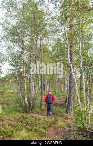 Woman hiking alone on a woodland trail on a peat bog with pine trees and birch trees in the summer Stock Photo