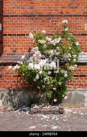 White climbing roses in front of a brick wall, Germany Stock Photo