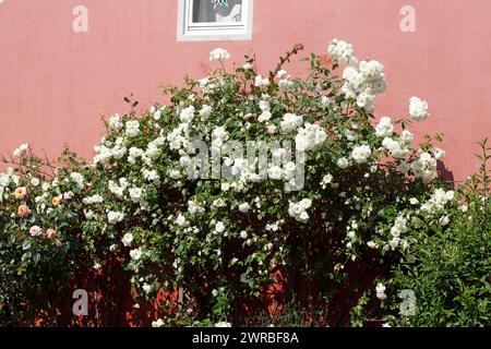 White climbing roses in front of a pink house wall, Germany Stock Photo