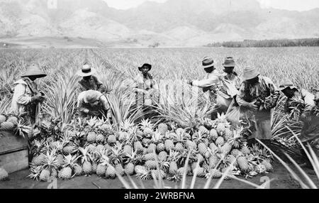 Scene on a pineapple plantation, with harvested pineapples, Hawaii, between ca. 1910 and 1925, Pineapples, Hawaii, 1910-1930, Photographic prints, 1910-1930., Photographic prints, 1910-1930, 1 photographic print Stock Photo