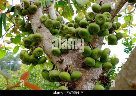 Fig tree or Ficus Racemosa with green fruits on tree trunk a kind of moraceae can use as vegetable food, or herbal medicine growing in Vietnam Stock Photo