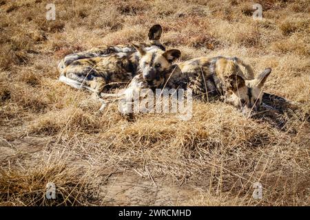 African wild dogs resting in their natural habitat in a wildlife preserve area in Gauteng province of South Africa Stock Photo